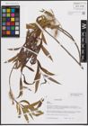 Foto von Salix excelsa S. G. Gmel.